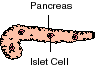 Pancreas and islet cell