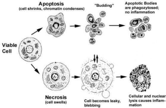 Aptosis