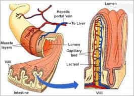 Villi