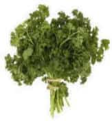 Cilantro