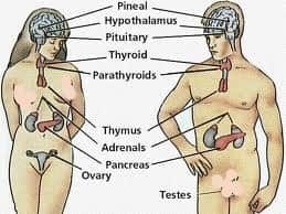 endocrine disrupters