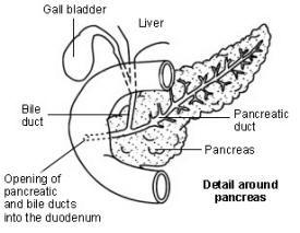 Pancreas