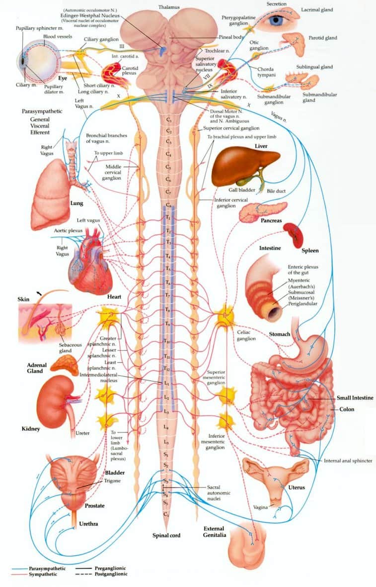 Autonomic nerves