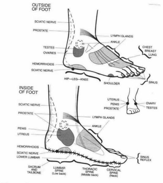 http://www.maureenfinck.com/backgrounds/reflexology/FootProfilePoints.jpg