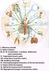 Cranial Nerves