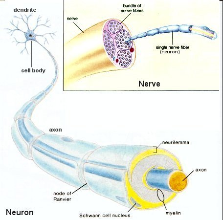 Neuron and Nerve