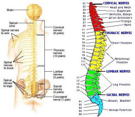 Spinal Nerves