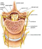 Spinal Cord