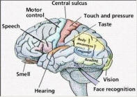 Cerebrum Mapping