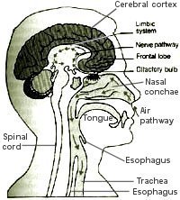 Nerve & Air Pathways