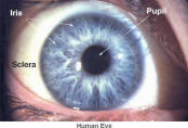 Pupil