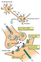 Synapse