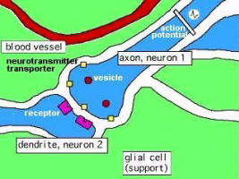 Neurotransmitters