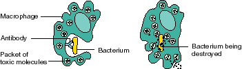 Graphic: Macrophage Engulfing Bacteria showing Macrophage, Antibody, Bacterium, and Packet of toxic molecules