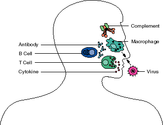 Graphic: Immune System showing Antibody, B Cell, T Cell, Cytokine, Complement, Macrophage, and Virus