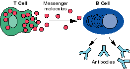 T Cell Sending Messenger molecules to B Cell which produces antibodies