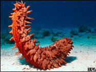 Sea cucumber