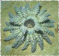 Stinging Anemone