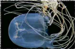 Box Jellyfish