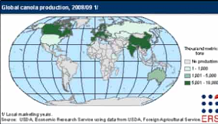 Canola production