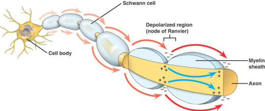 conduction in a myelinated nerve fiber saltatory conduction