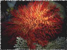 Crown-of-Thorns Starfish