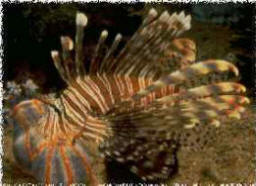 Lionfish