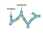 A large immune complex showing antigen and antibody