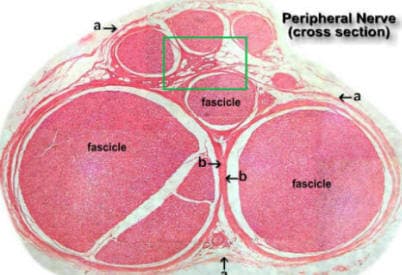 nerve crosssection