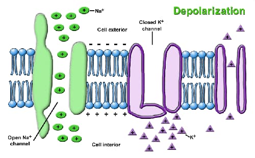 depolarization