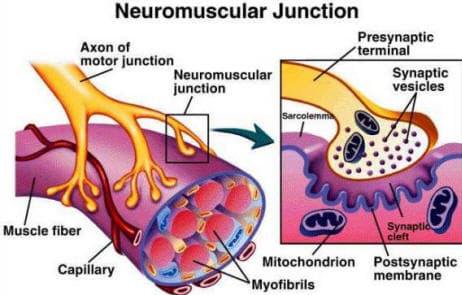 neuromusular junction