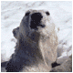 Polar bear in the water
