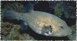 Puffer Fish