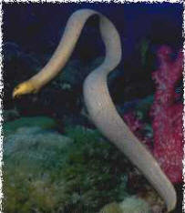 Sea Snake