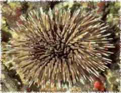 Sea Urchin