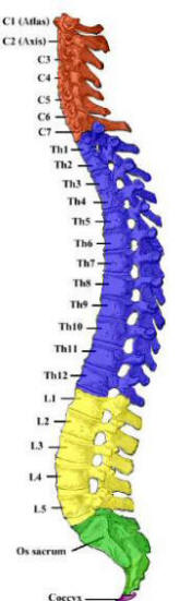 The Vertebral Column