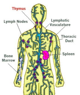 Thymus