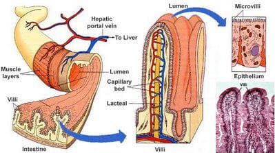 Villi